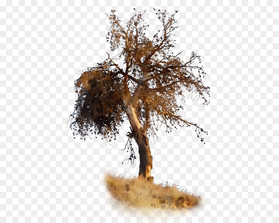 Árbol，Rama PNG