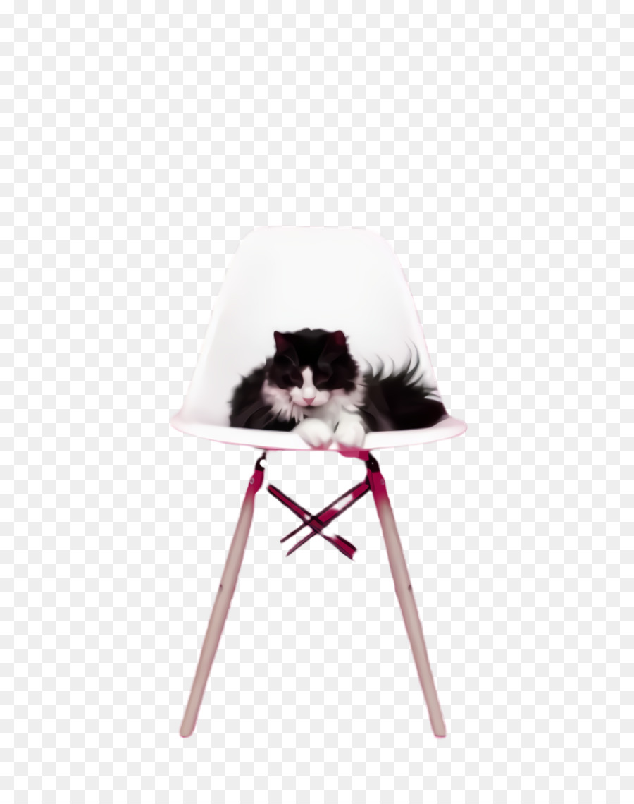 Blanco，Gato PNG