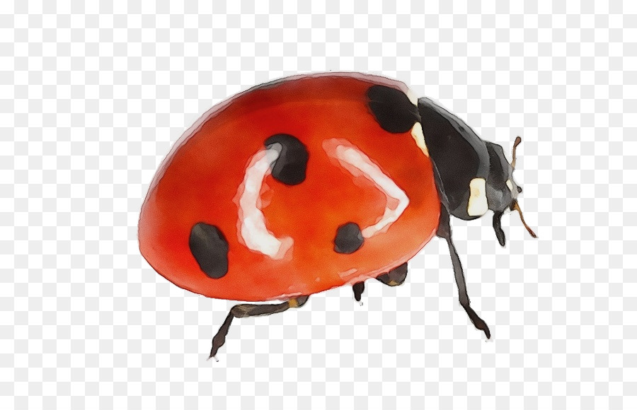 Ladybug，Los Insectos PNG