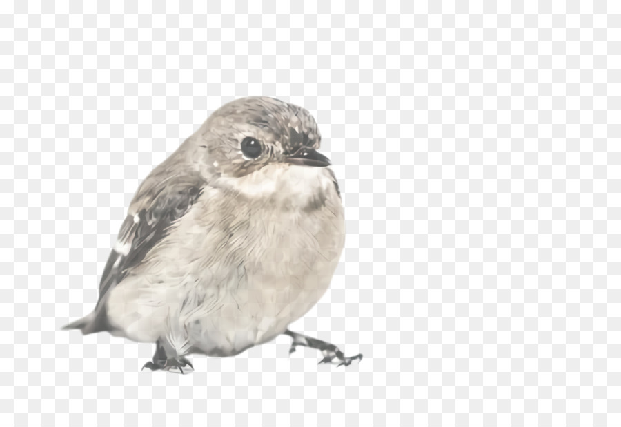 Aves，Pico PNG