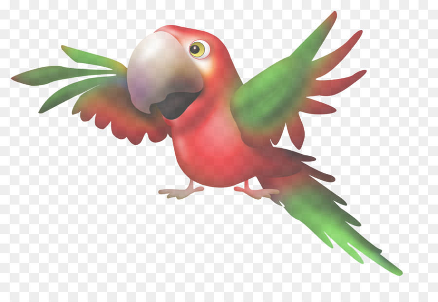 Loro，Pájaro PNG