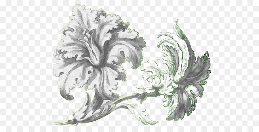 Blanco，Planta PNG