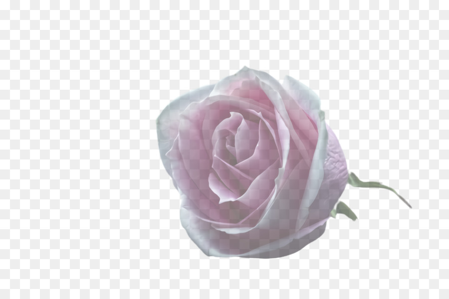 Rosa，Las Rosas De Jardín PNG