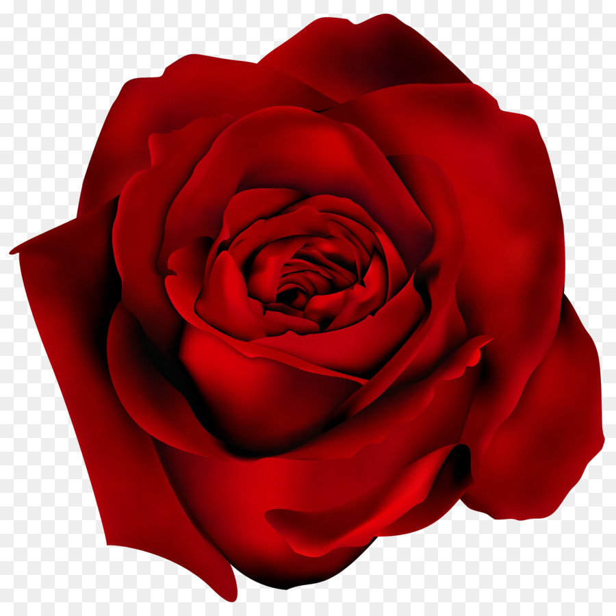 Rosa Roja，Florecer PNG