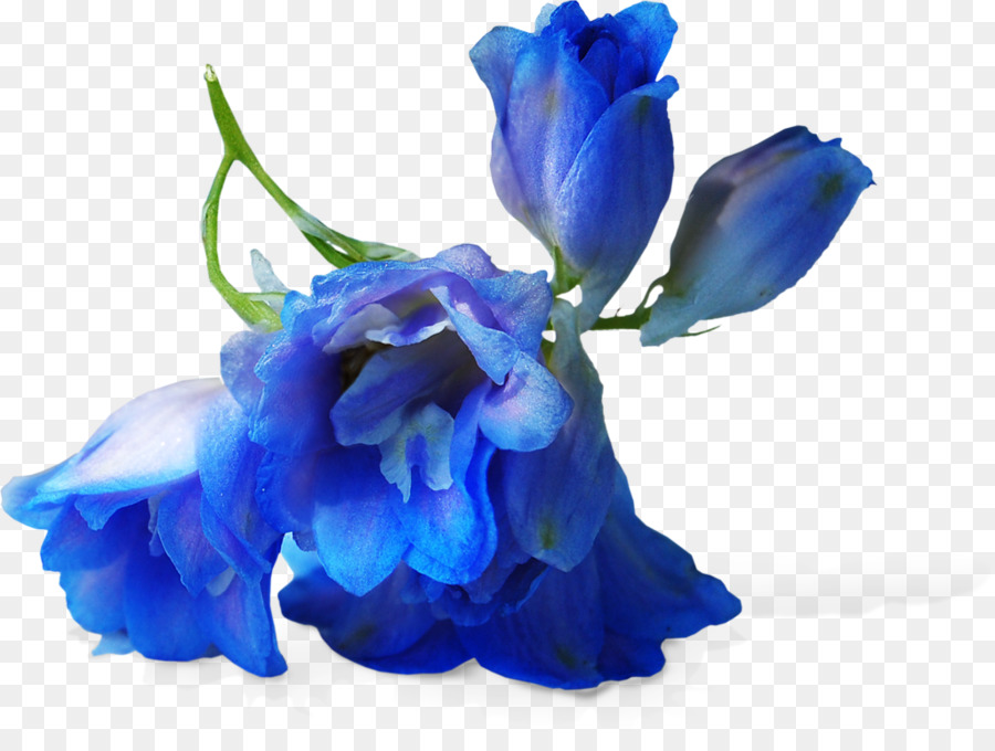 Azul，Flor PNG