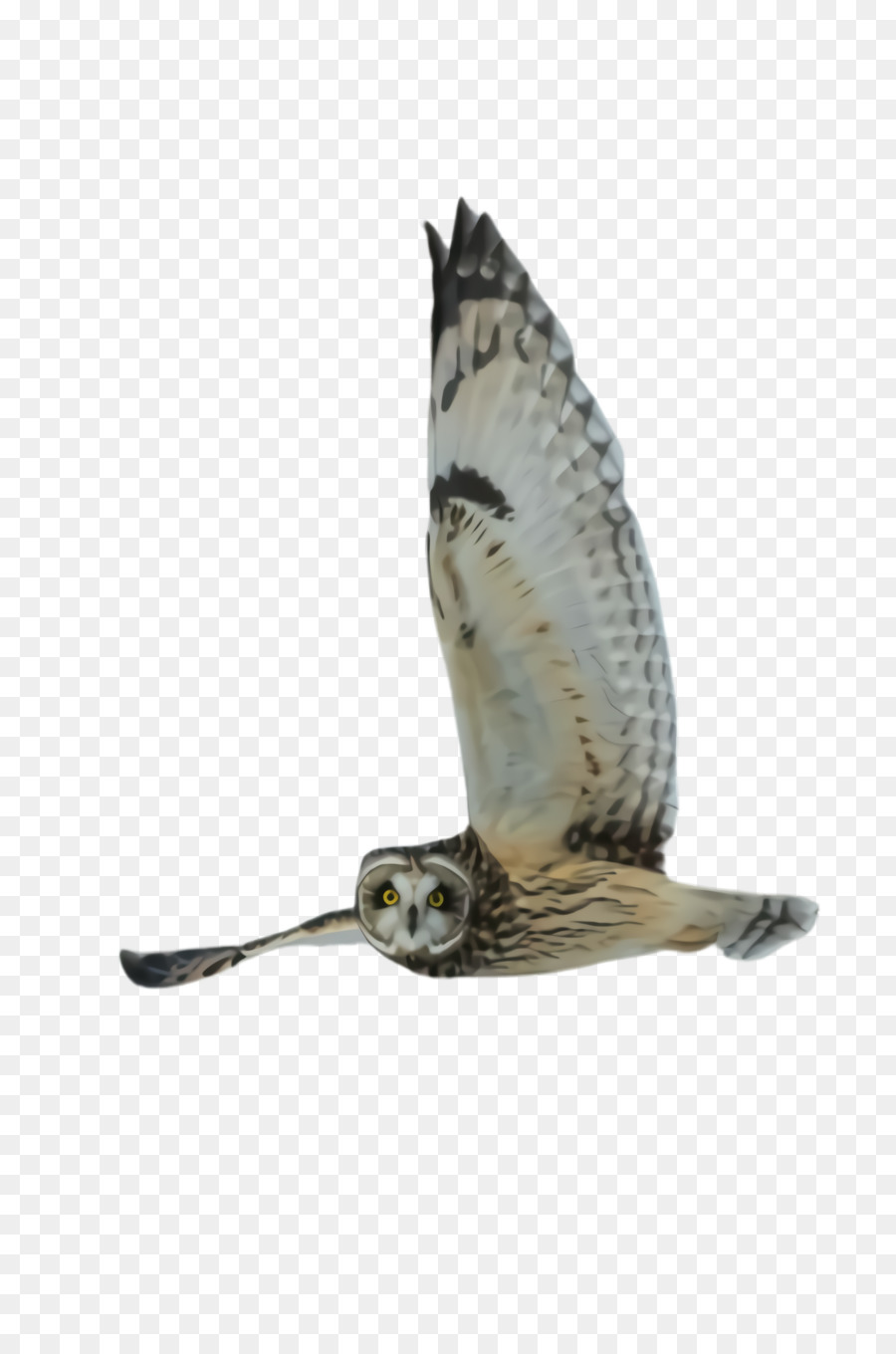 Aves，Pluma PNG