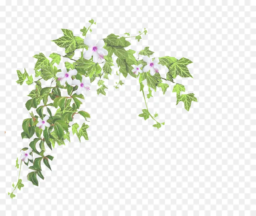 Hiedra Verde Y Flores，Hojas PNG