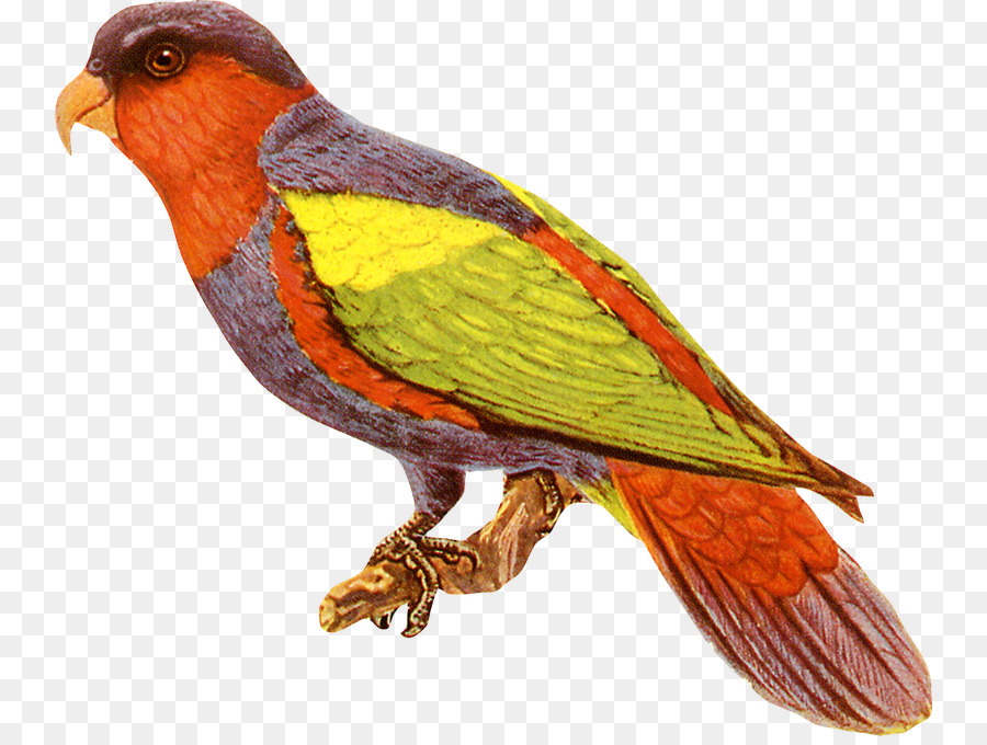 Aves，Pico PNG