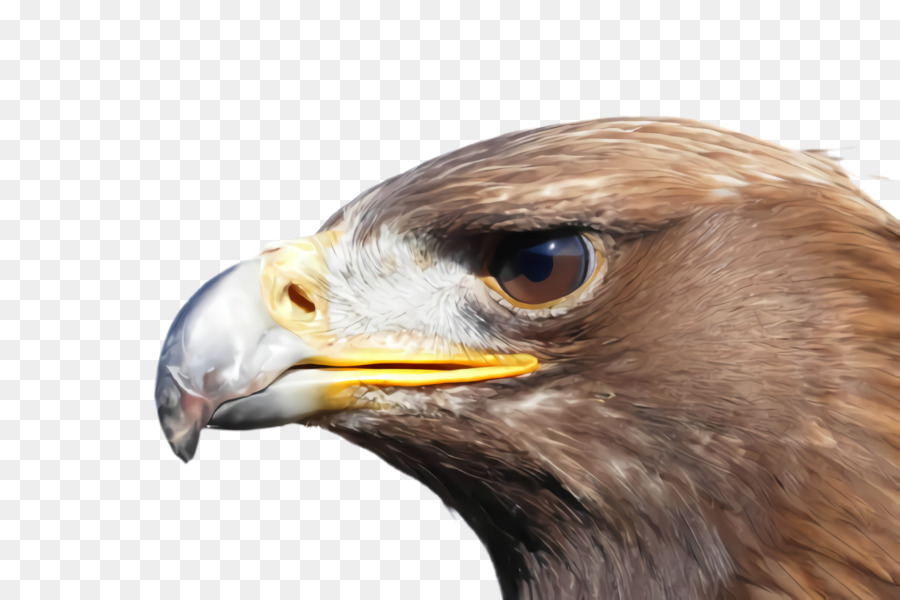 Aves，Pico PNG