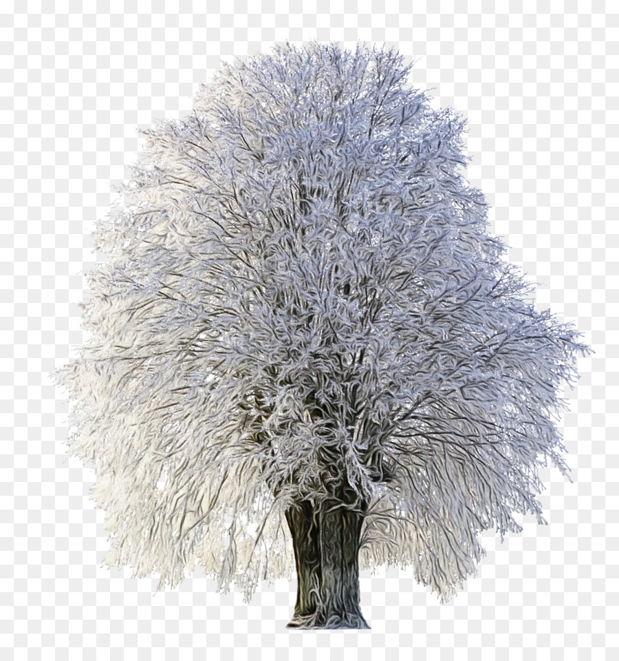 Árbol，Blanco PNG