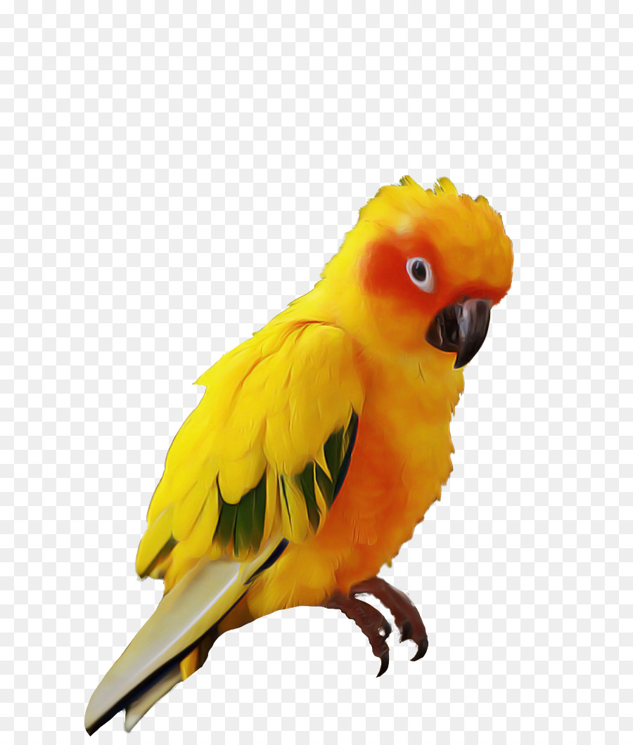 Loro，Vistoso PNG