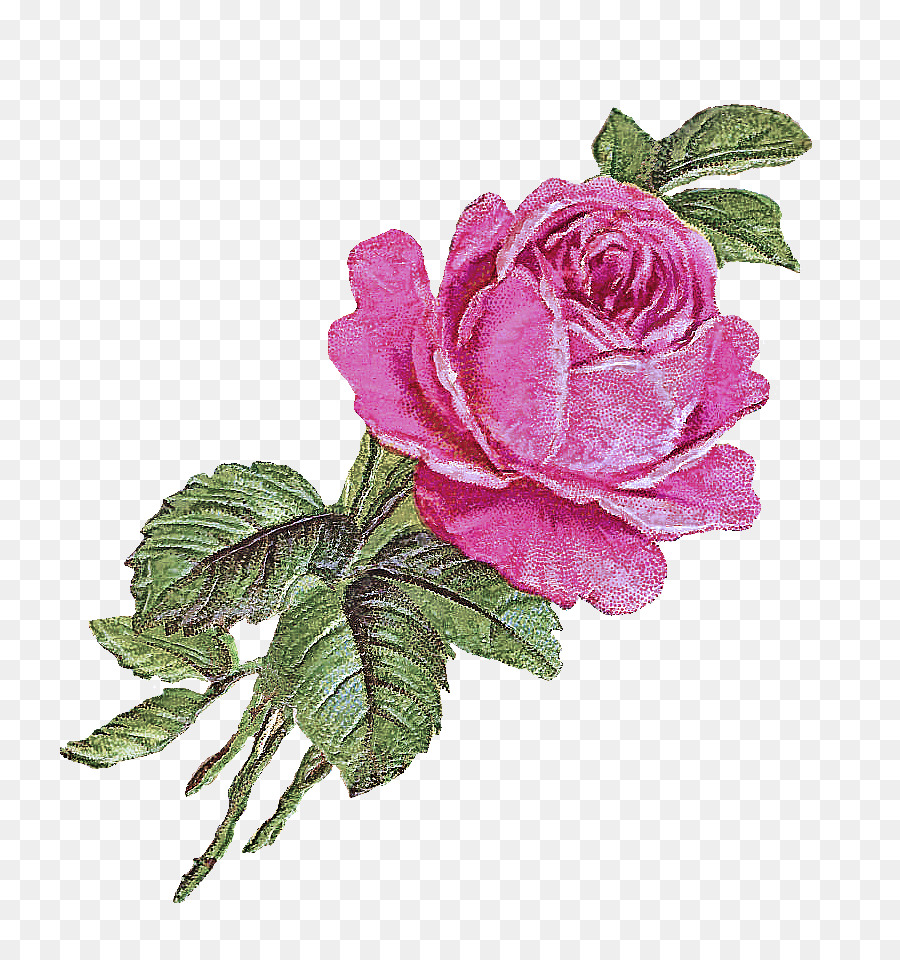 Flor，Rosa PNG