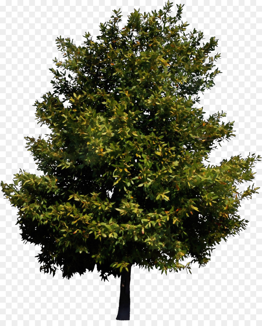 Árbol，Planta PNG