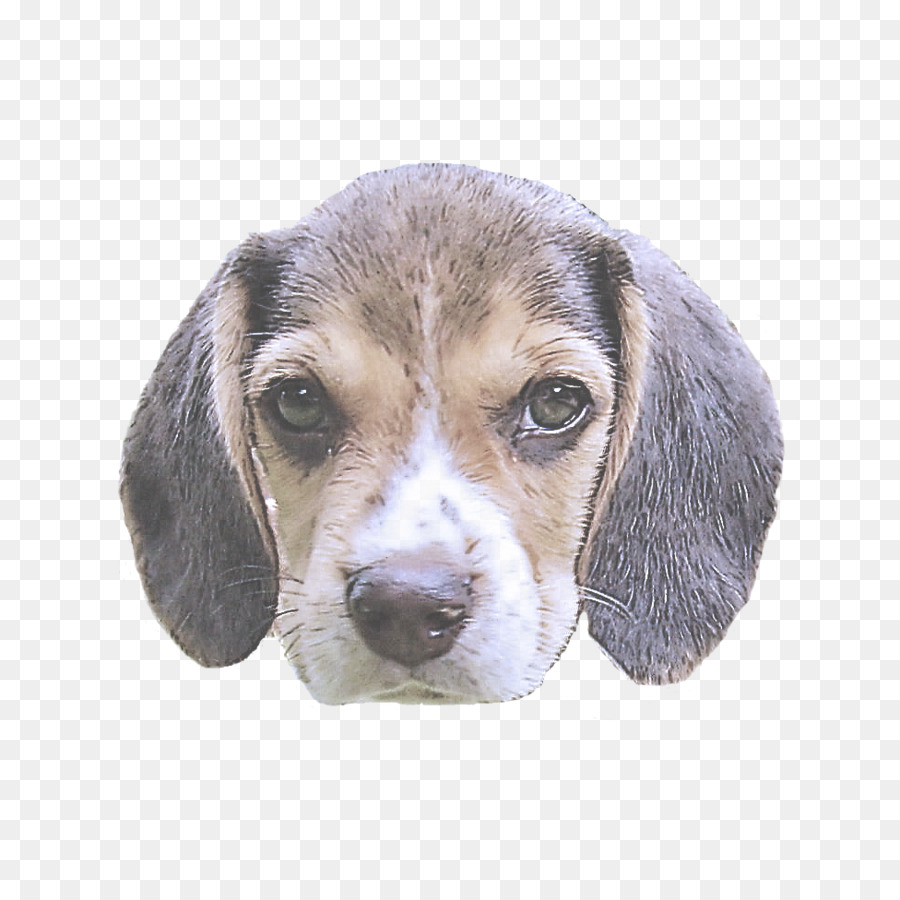 Perro，Beagle PNG