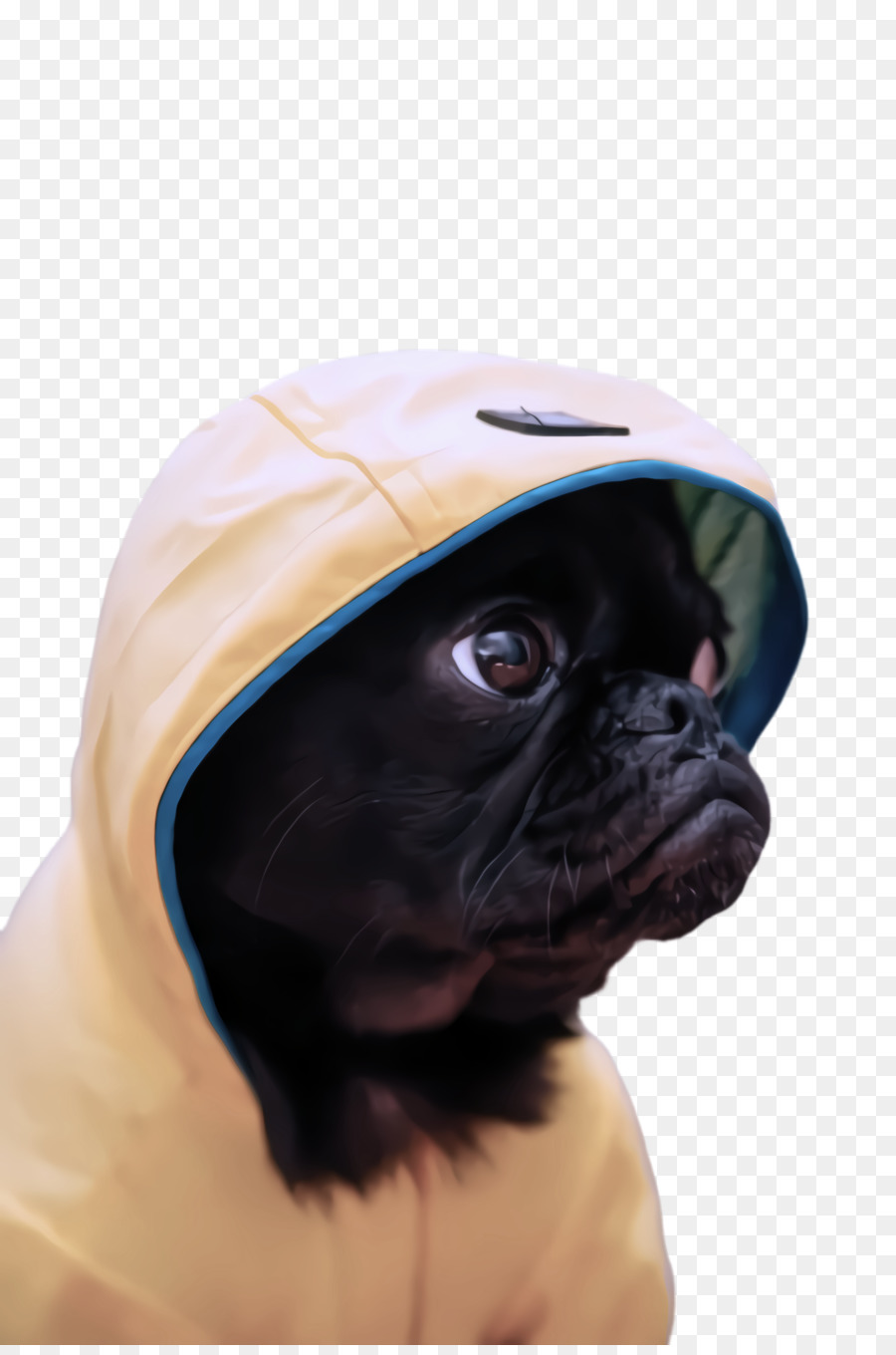 Pug，Perro PNG