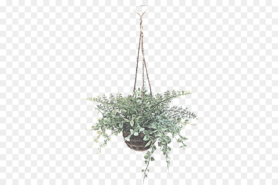 Iluminación，Planta PNG