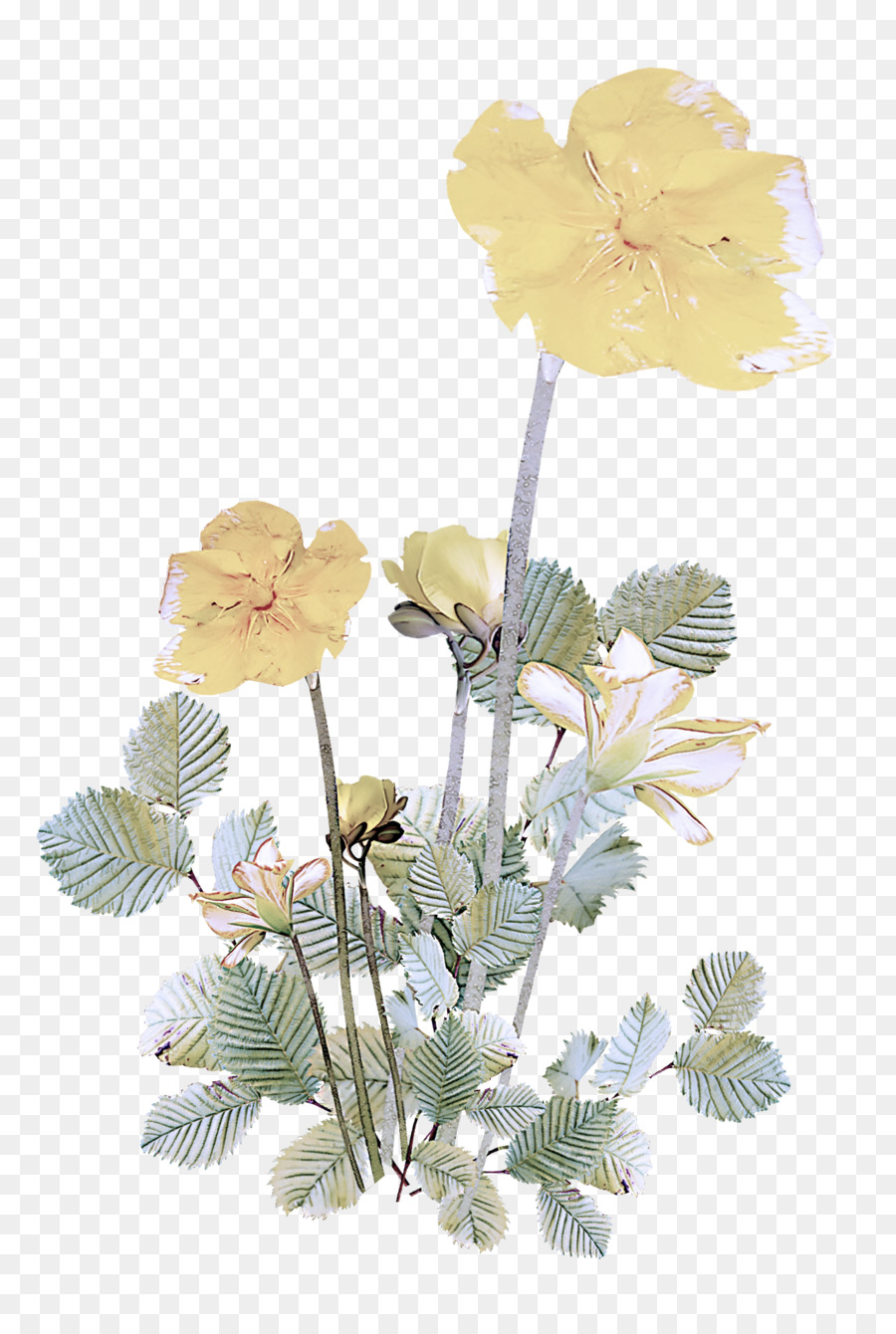 Flor，Planta PNG