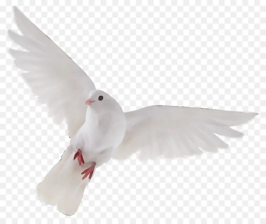 Blanco，Aves PNG