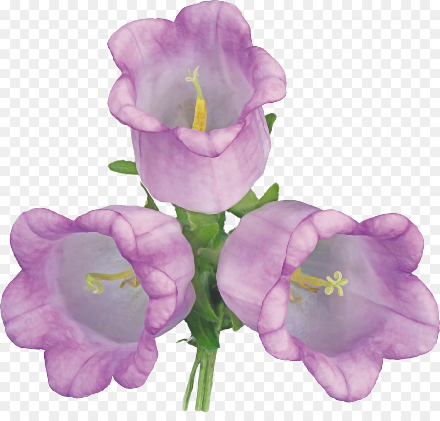 Flor，Violeta PNG