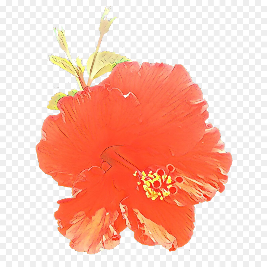 Hibisco，La Floración De La Planta PNG