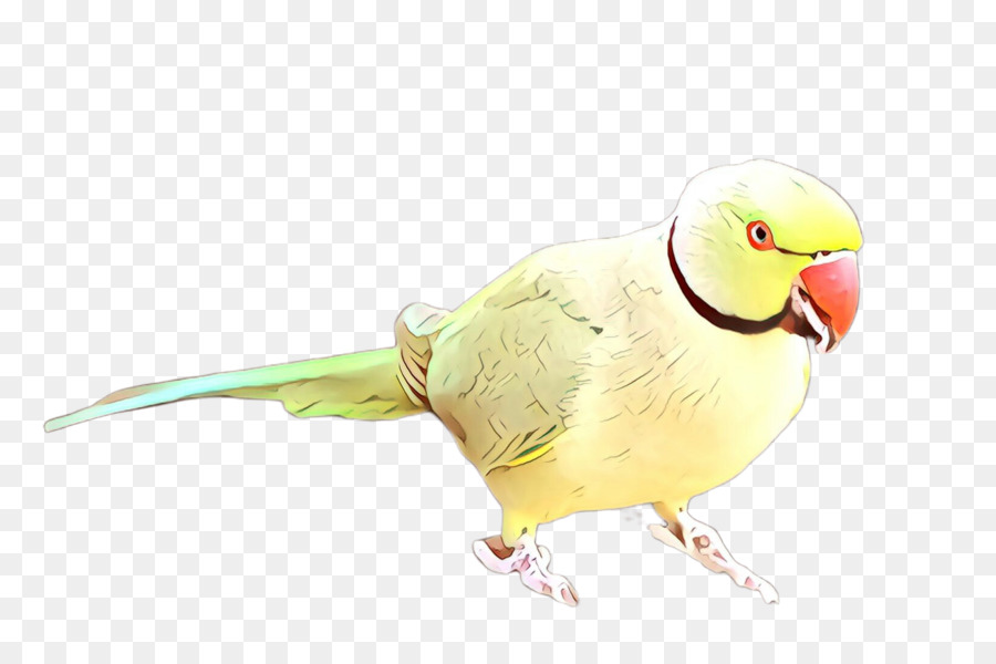 Aves，Parakeet PNG