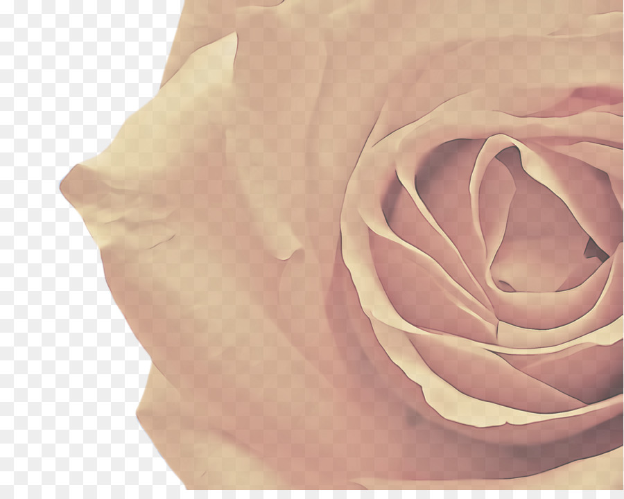 Rosa Rosa，Rosa PNG