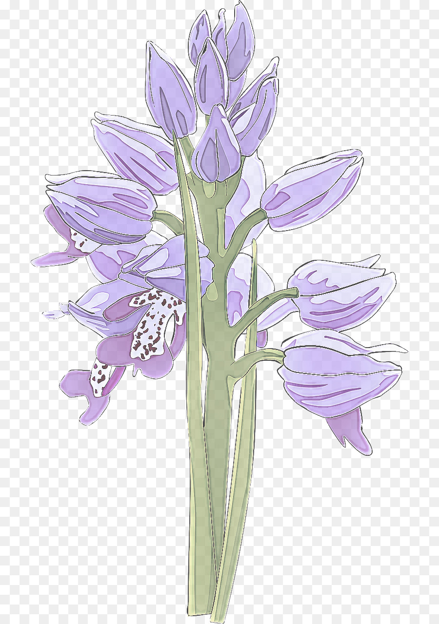 Iris Morado，Planta PNG