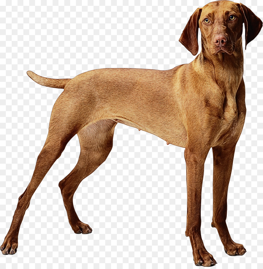 Perro，Raza De Perro PNG