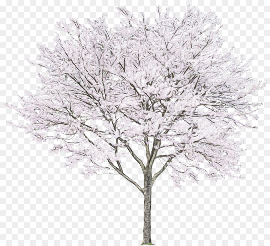 Flor De Cerezo，Árbol PNG