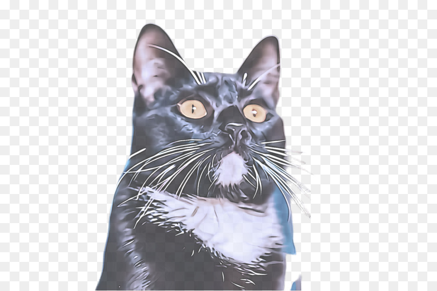 Gato，Bigotes PNG