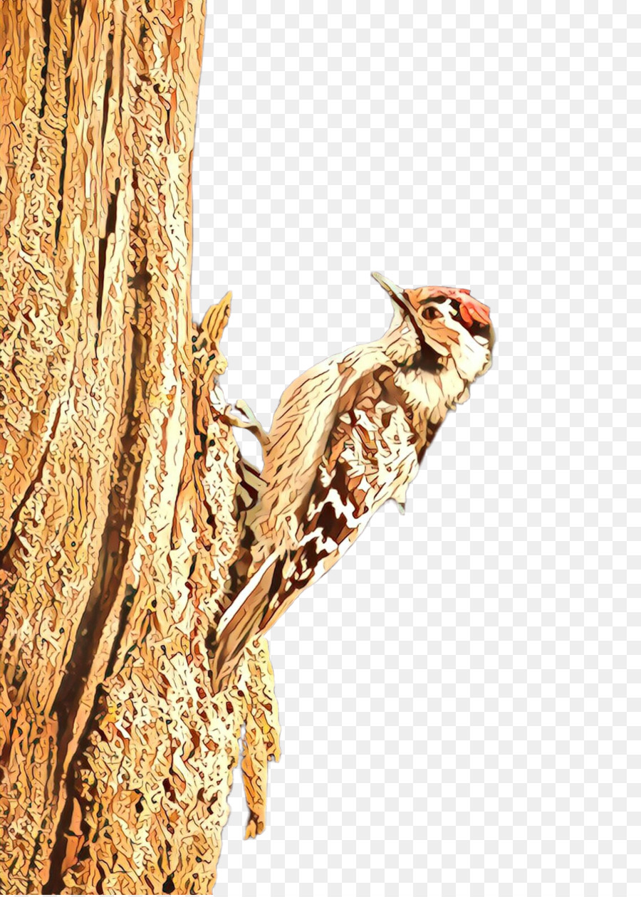 Aves，Woodpecker PNG