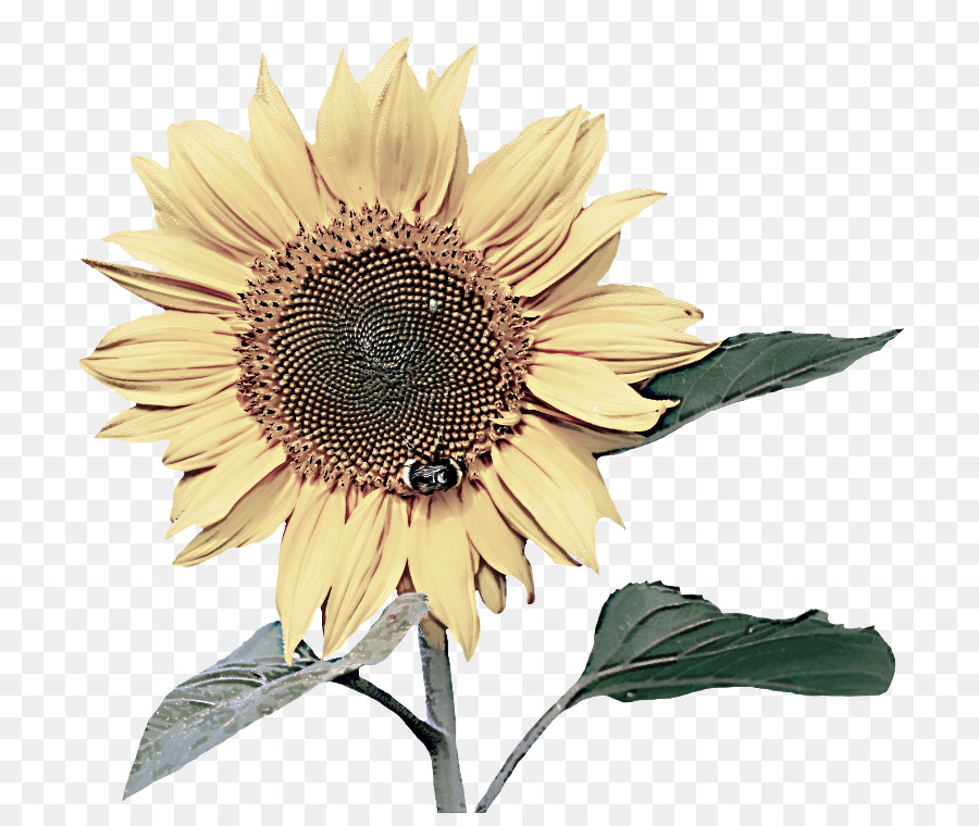 Girasol，Flor PNG