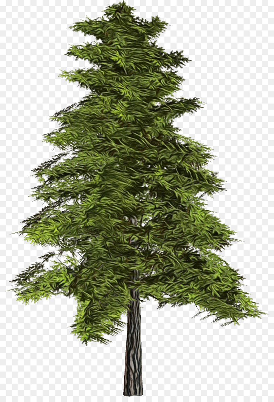 Árbol，Naturaleza PNG