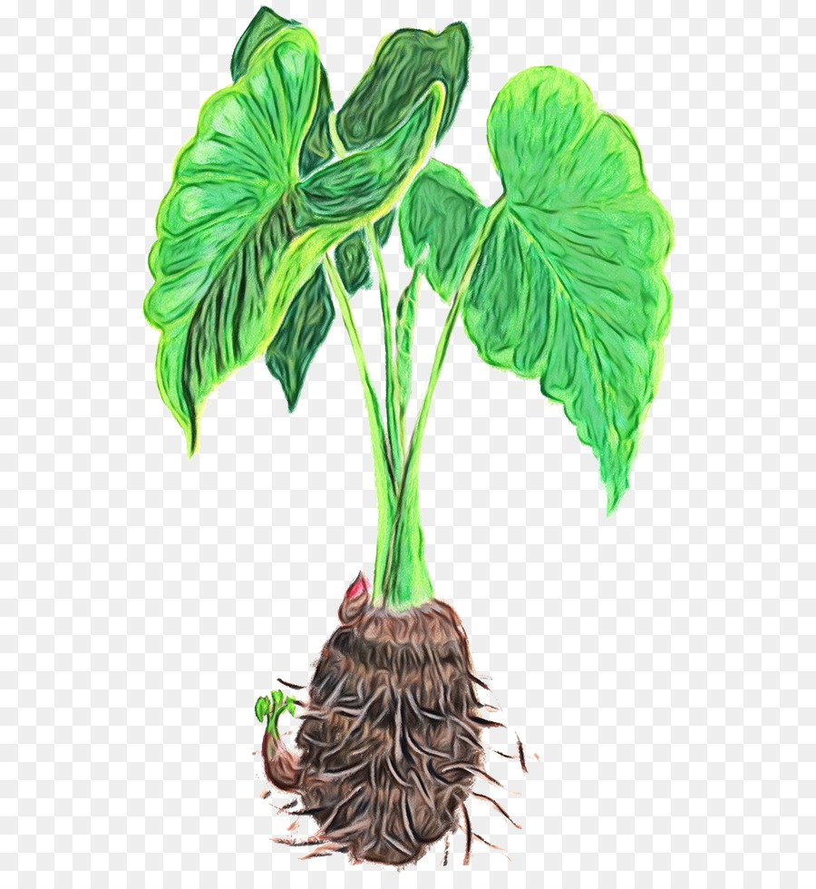 Jackinthepulpit，Planta PNG