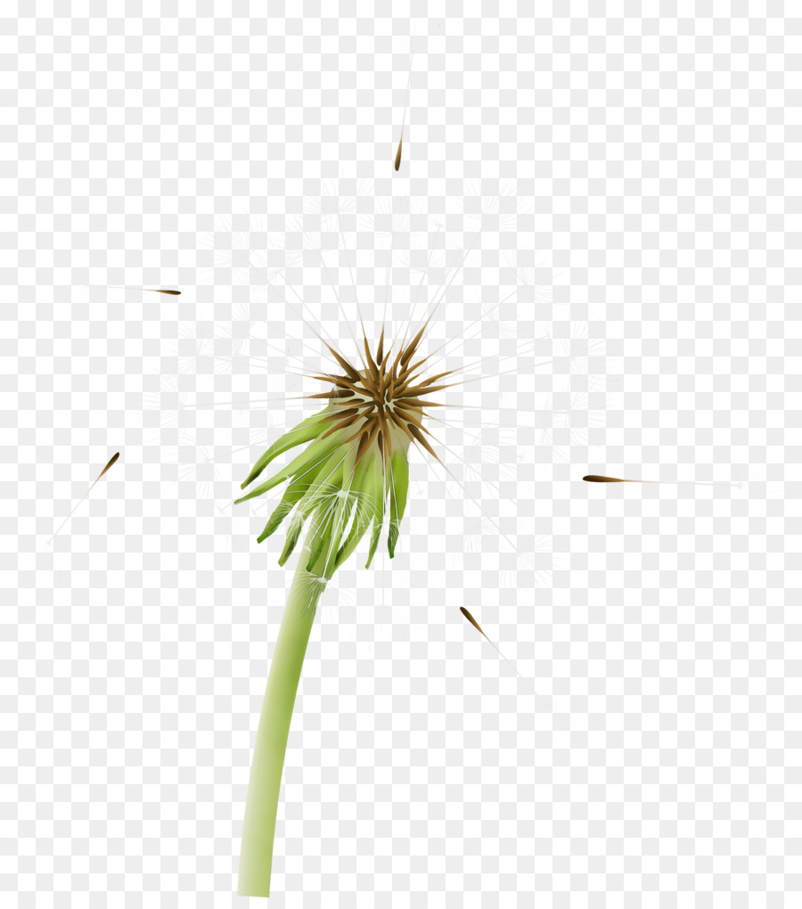 Diente De León，Flor PNG