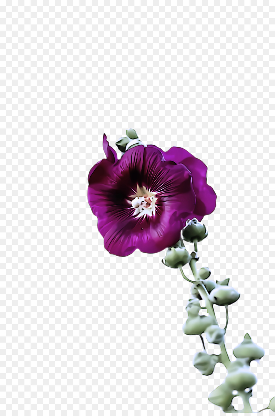 Flor，Morado PNG