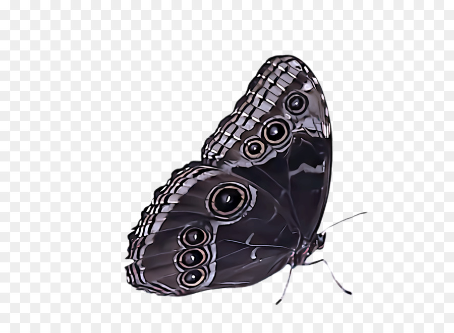 Mariposa Azul，Insecto PNG