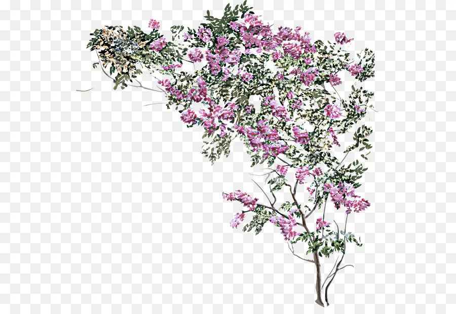 árbol En Flor，Rosa PNG