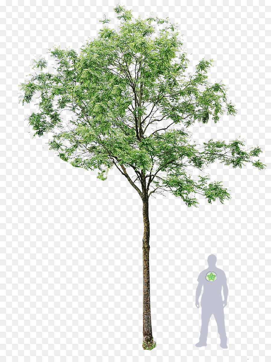 Árbol，Planta PNG