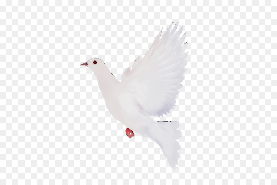 Blanco，Pájaro PNG