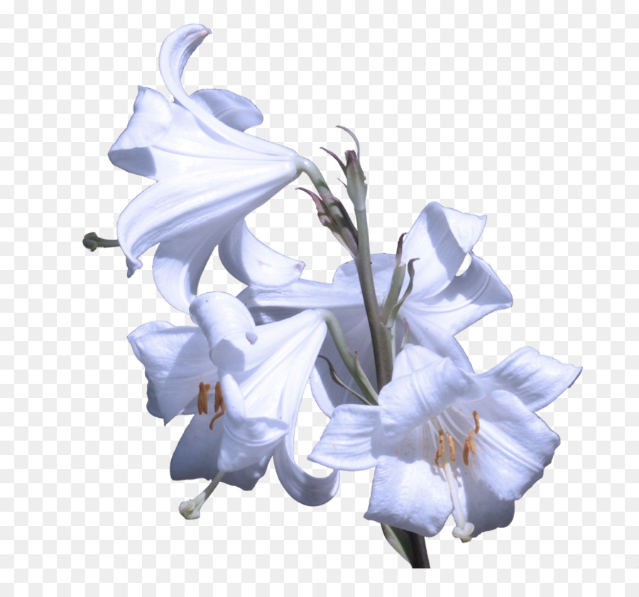 Flor，Blanco PNG