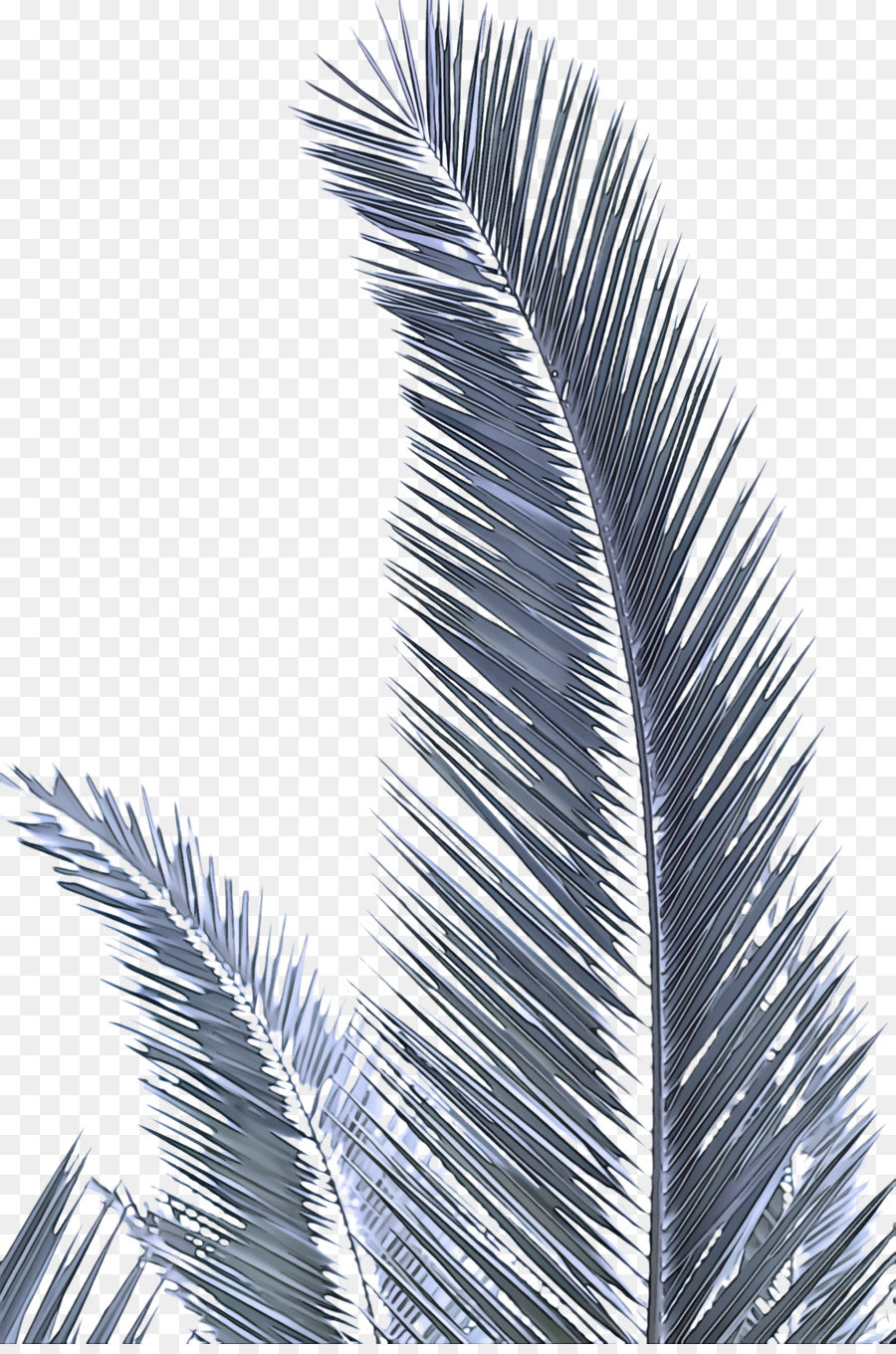 árbol，Palmera PNG