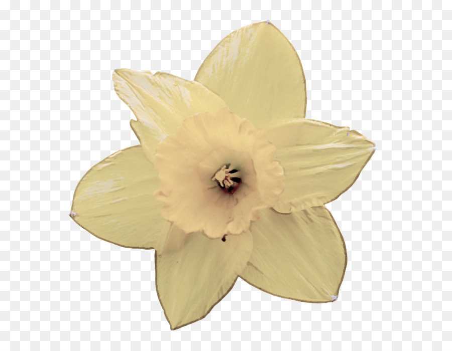 Narciso Amarillo，Primavera PNG