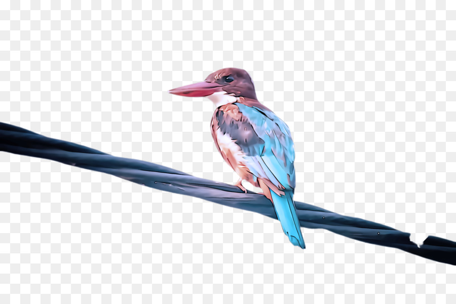 Aves，Pico PNG