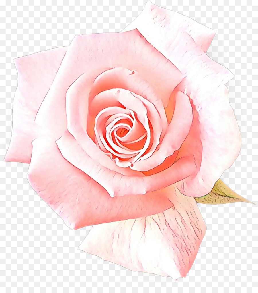 Las Rosas De Jardín，Rosa PNG