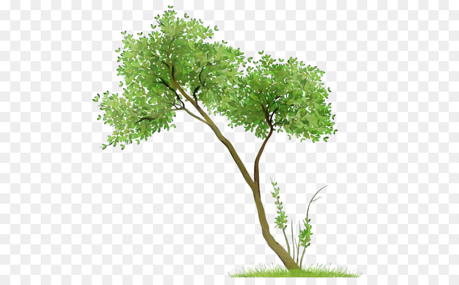 Árbol，Planta PNG