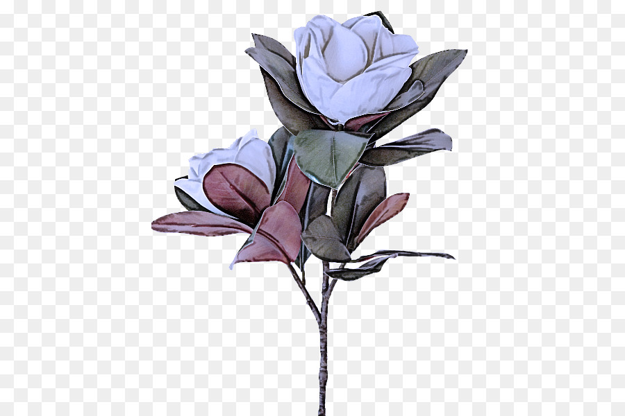 Flor，Planta PNG