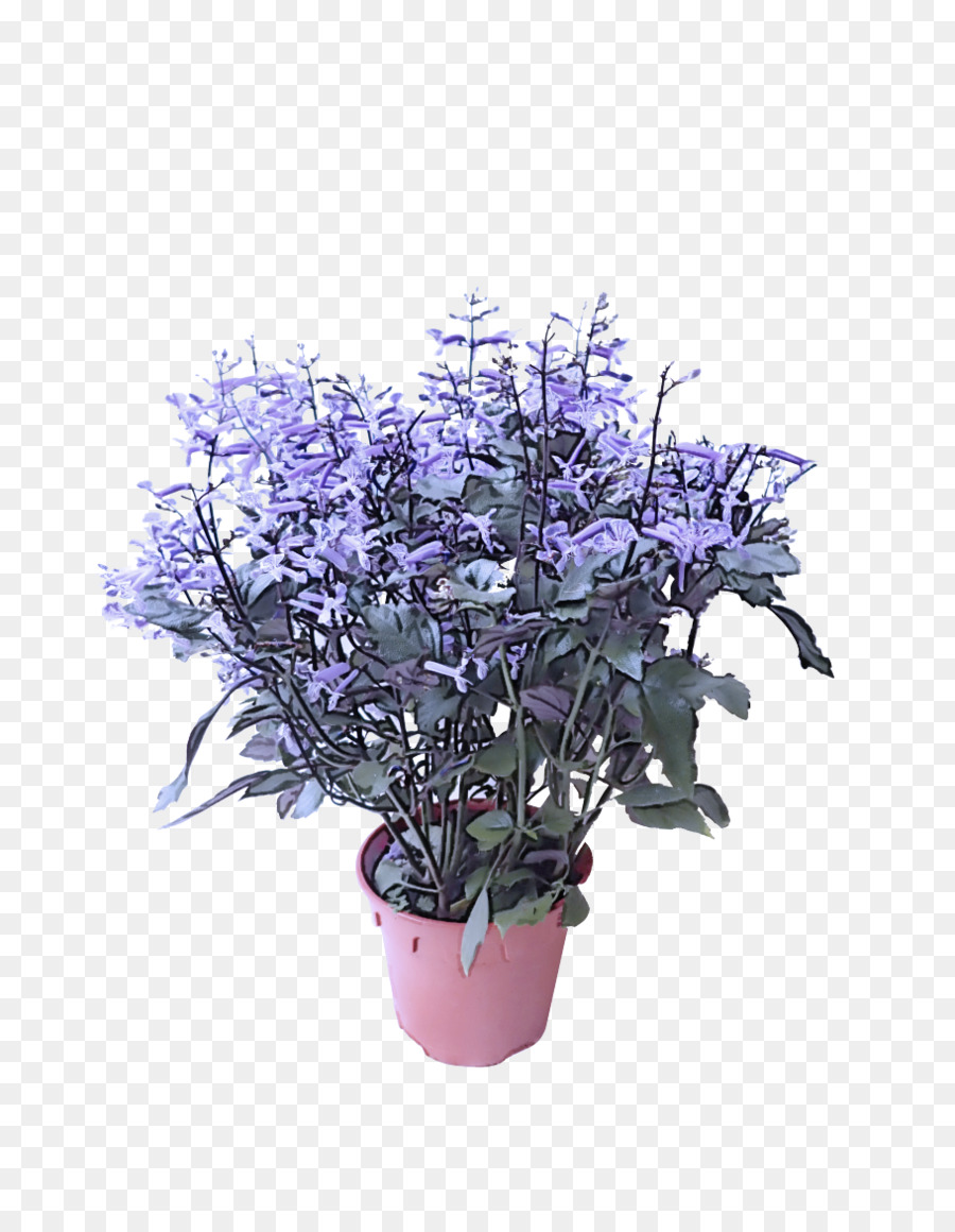 Flor，Planta PNG