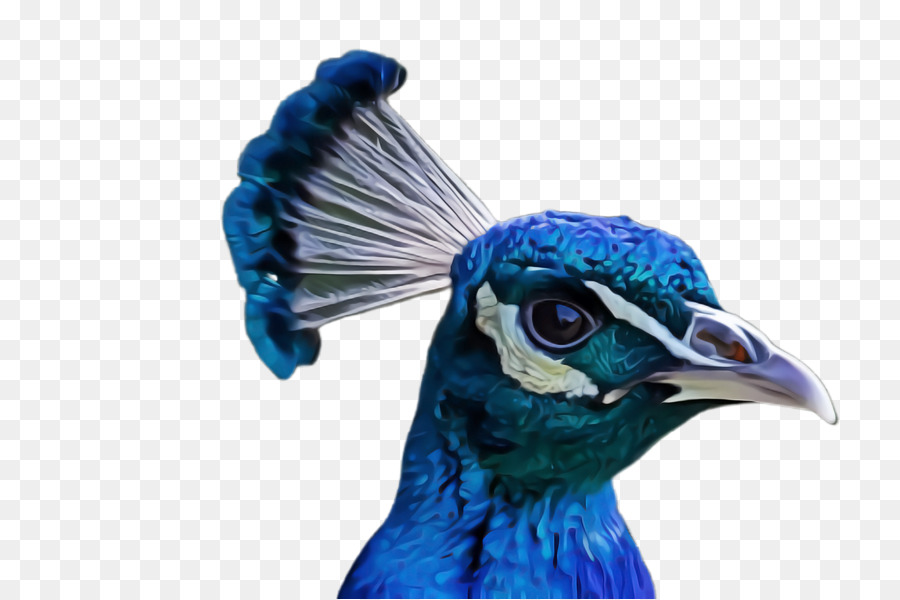 Aves，Azul PNG