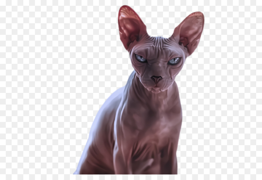 Gato，Sphynx PNG